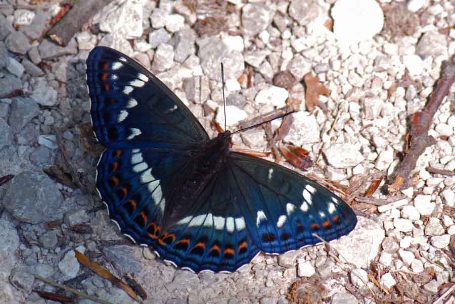 Limenitis populi del Vicentino